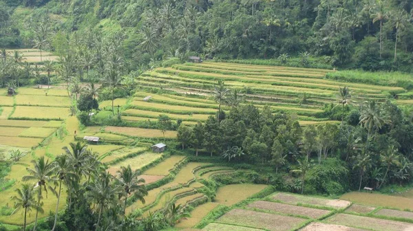 Paddy Field Bali — Stock Photo, Image