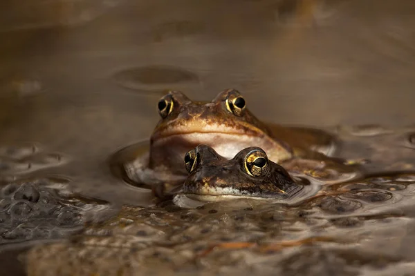 両生類の動物カエルの爬虫類 — ストック写真