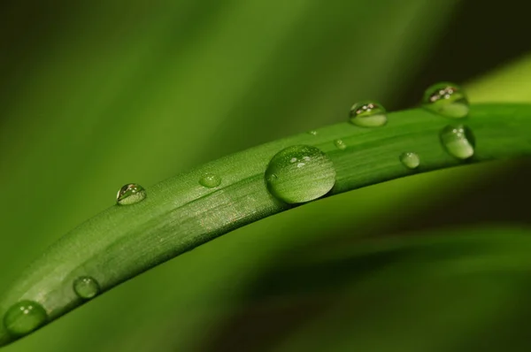 Gotas Água Lâmina Grama — Fotografia de Stock