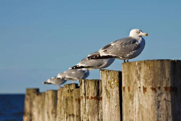 Seagulls Habitat Wildness Concept — Stock Photo, Image