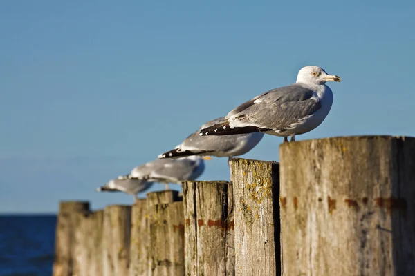 Möwen Lebensraum Wildniskonzept — Stockfoto