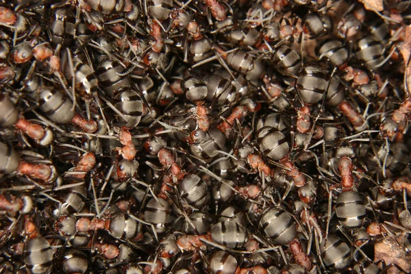 树根上的红火蚁 红火蚁 — 图库照片