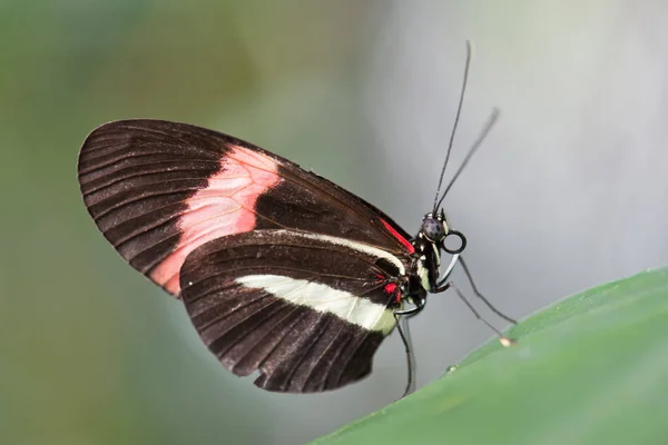 Botanischen Kämmen Augsburg — Stockfoto