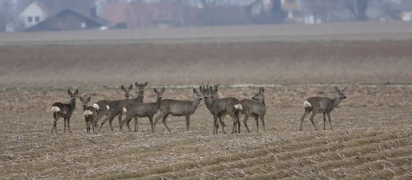 Troupeau Chèvres Dans Champ — Photo