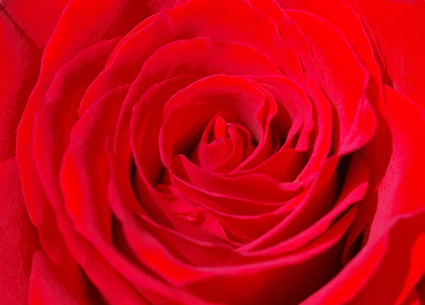 Red Rose Blossom Macro — Stock Photo, Image