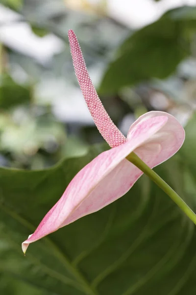 Bloei Van Een Flamingo Bloem — Stockfoto