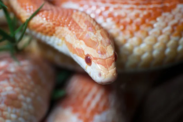 Réptil Cobra Mundo Animal — Fotografia de Stock