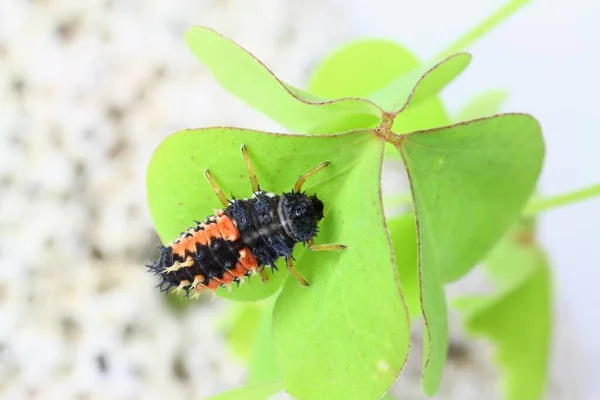 Primo Piano Vista Carino Coccinella Insetto — Foto Stock