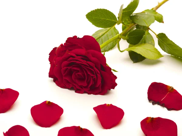 Κόκκινο Τριαντάφυλλο Και Ροδοπέταλα Λευκό Φόντο — Φωτογραφία Αρχείου