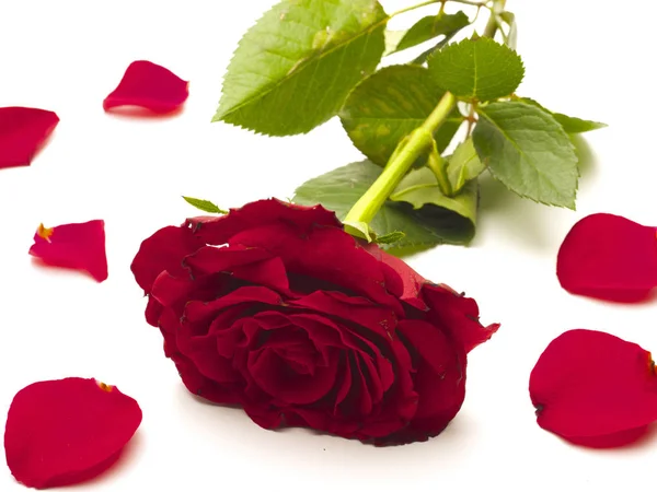Czerwona Róża Róże Małże Białym Tle — Zdjęcie stockowe