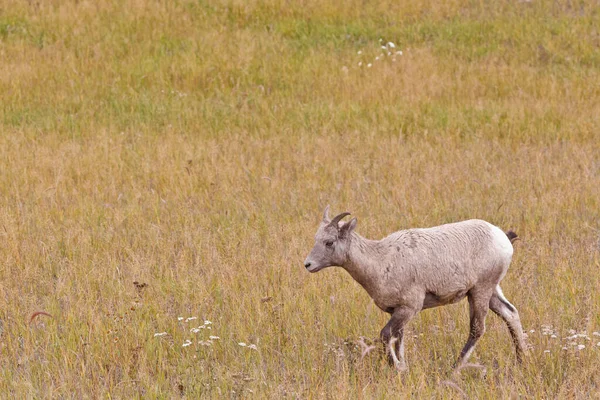 加拿大艾伯塔省贾斯帕国家公园的大角羊 — 图库照片