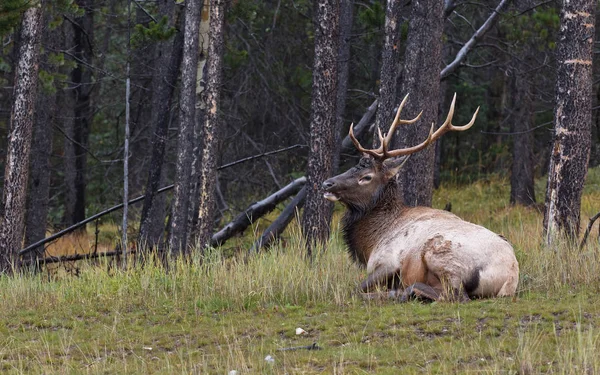 Losí Býk Odpočívající Trávě Národní Park Banff Alberta Kanada — Stock fotografie