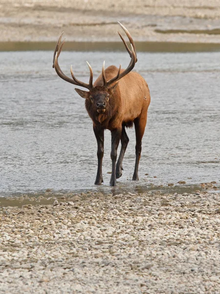 Bull Elk Cervus Canadensis Athabasca River Jasper National Park Alberta — Stock Photo, Image