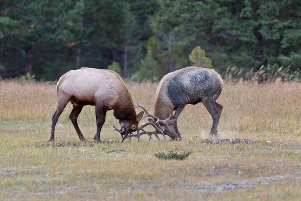 Bull Elks Fighting Jasper National Park Canadá — Fotografia de Stock