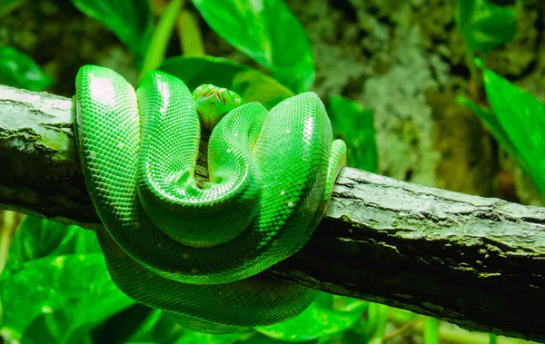 Schlangenreptil Tierwelt — Stockfoto