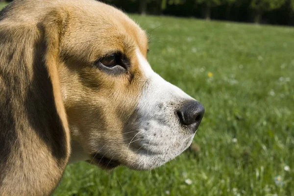 Brązowy Biały Czarny Pokryte Beagle Gra Zielonej Trawie — Zdjęcie stockowe