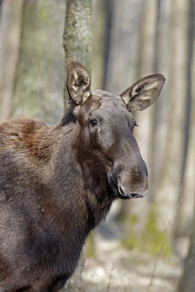 ブラウンムースの動物 エルク — ストック写真