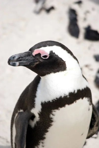 自然の中で可愛いペンギンの姿を見る — ストック写真