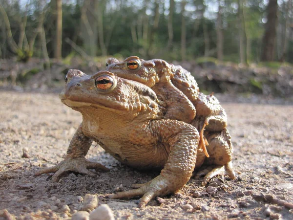 Žabí Plaz Žabí Obojživelné Zvíře — Stock fotografie