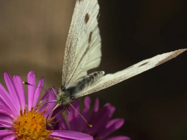 Beyaz Kelebek Bitki Örtüsü Çevre Böcek — Stok fotoğraf