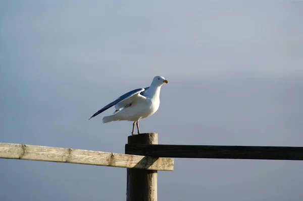 Malowniczy Widok Piękny Ładny Ptak Mewa — Zdjęcie stockowe