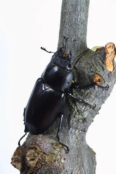 Närbild Insekter Vild Natur — Stockfoto