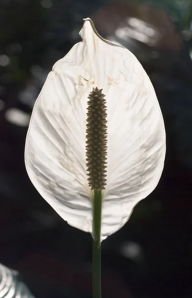 Andoryum Tropikal Çiçek Flora — Stok fotoğraf