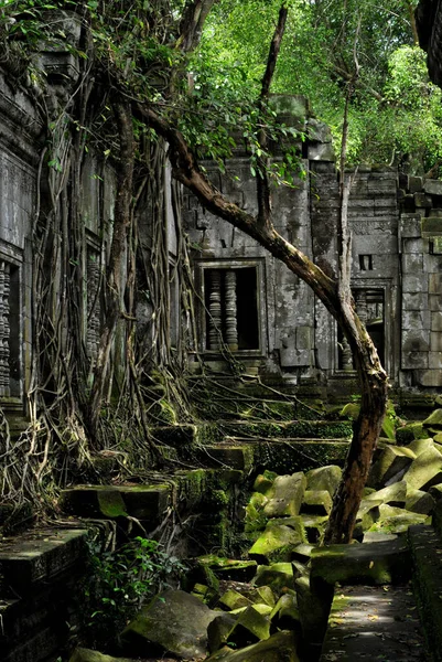 Hidden Jungle Temple Prohm Angor Wat Siem Reap Cambodia One — Stock Photo, Image