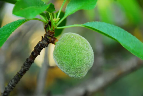 Almond Tree Flora Leaves Nature — Stock Photo, Image