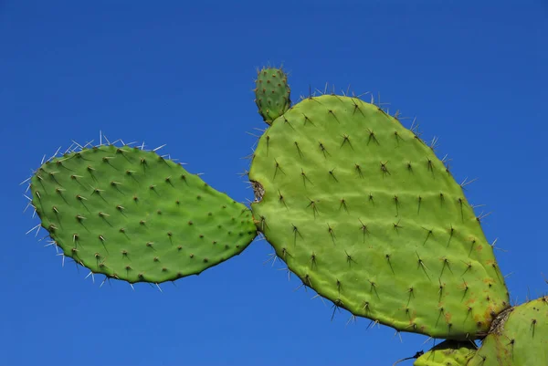 Tanaman Alam Tropis Flora Botani Kaktus — Stok Foto
