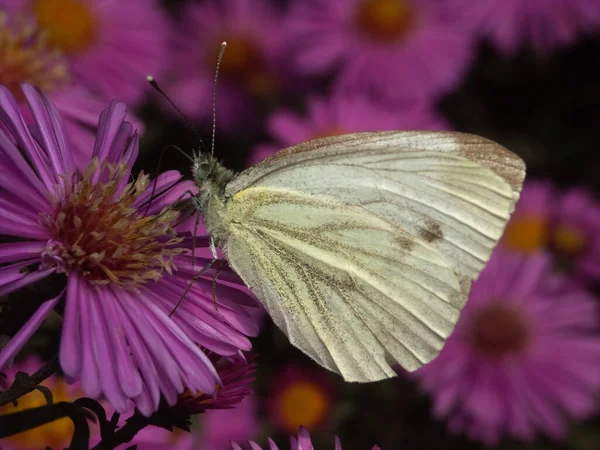 Biały Motyl Florze Środowisku Owadach — Zdjęcie stockowe