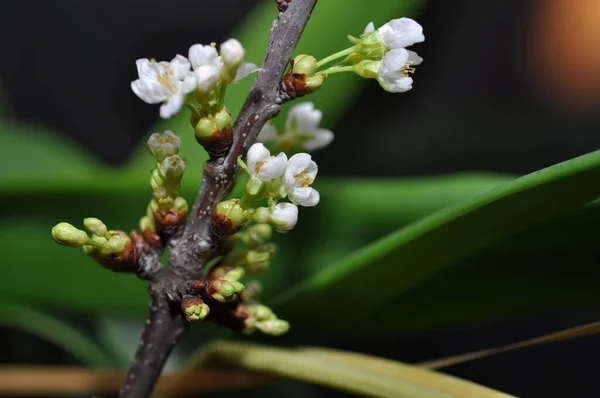 樱桃枝 芽和花 — 图库照片