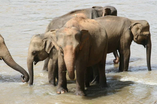 Vild Indiansk Elefant Grupp — Stockfoto