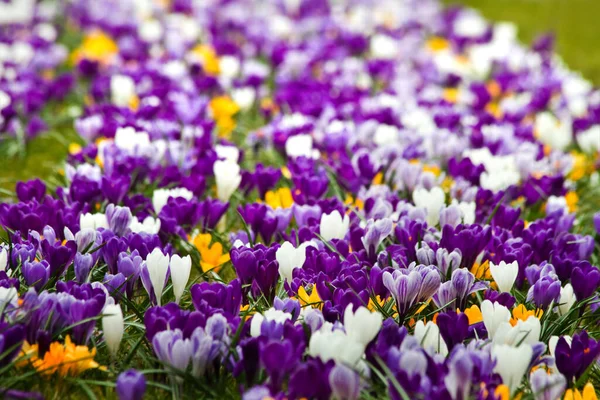 Primeiras Flores Primavera Crocus — Fotografia de Stock