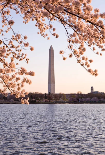 Памятник Вашингтону Окруженный Розовыми Цветами Японской Вишни — стоковое фото