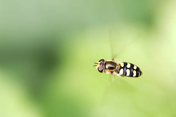 在飞行过程中发现的空中飞蝇 Syrphus Ribesil — 图库照片