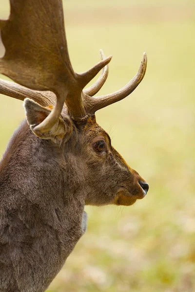 Deer Pie Observar Naturaleza —  Fotos de Stock