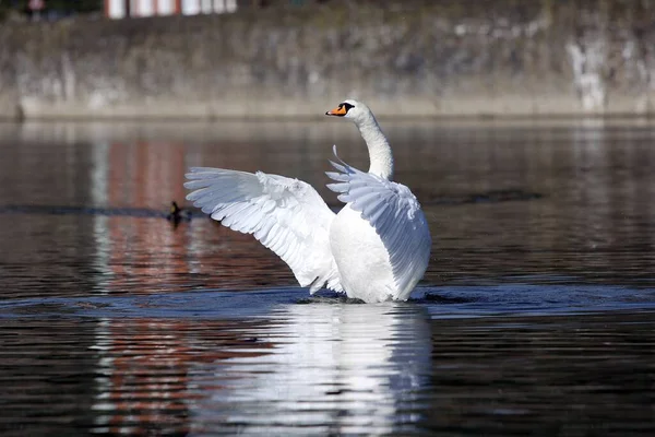 View Beautiful Bird Nature — Stock Photo, Image