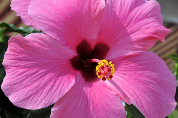 Hibiscus Flores Pétalos Flora Naturaleza —  Fotos de Stock