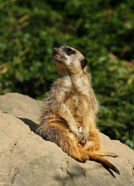 Meerkat Suricate Ζώο Στη Φύση — Φωτογραφία Αρχείου