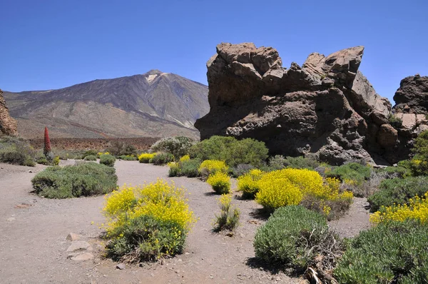 位于加那利群岛的Teide山 西班牙语 Pico Del Teide 3718M 是西班牙加那利群岛Tenerife的一座火山 前景中的灌木黄花 Descurainia Bourgeauana — 图库照片
