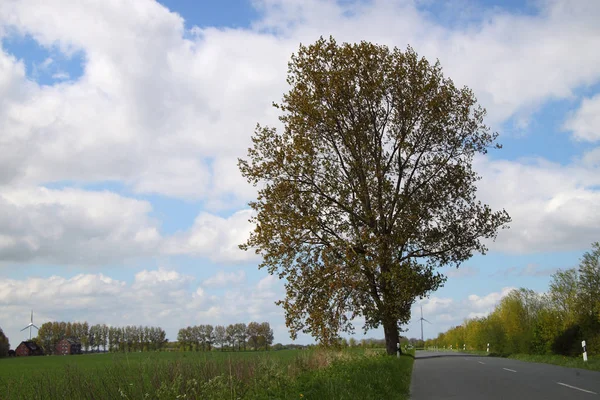 Árbol Borde Del Camino —  Fotos de Stock