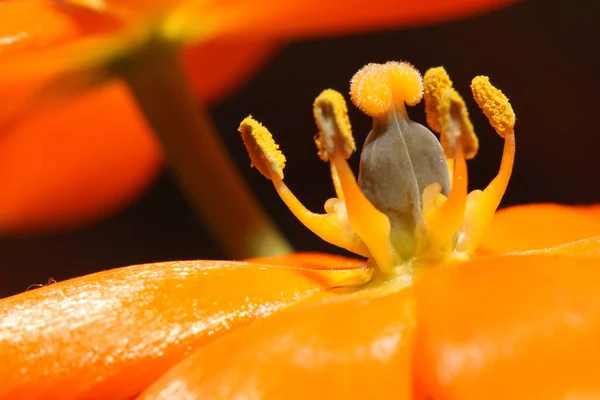 Fiori Diversi Attenzione Selettiva — Foto Stock