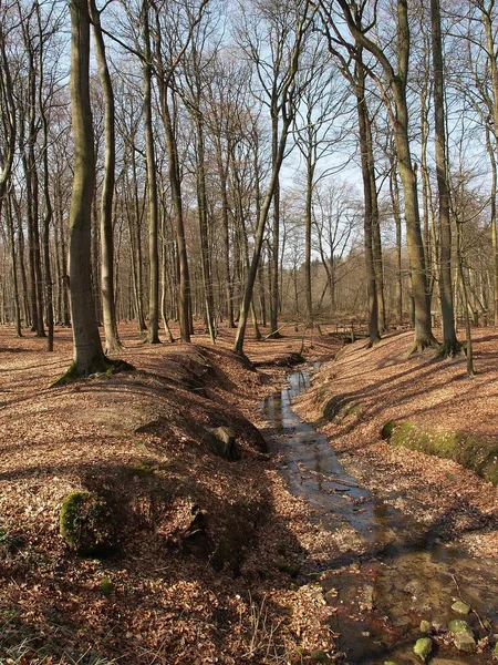 Small Stream Forest — Stock Photo, Image