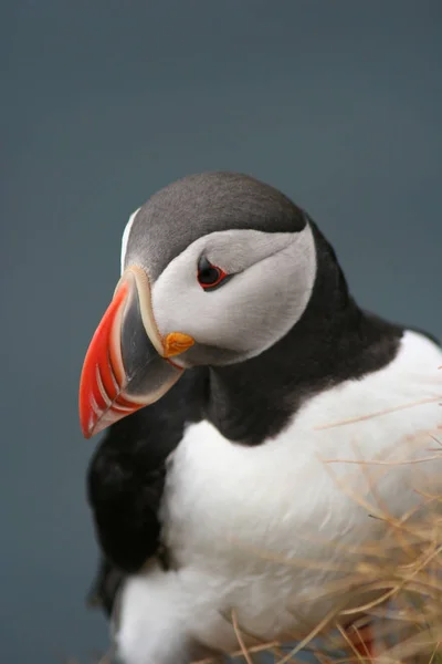 Vista Cênica Belo Pássaro Puffin Natureza — Fotografia de Stock