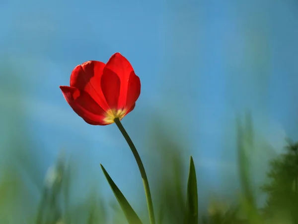 Tulipa Flores Florescendo Natureza Tulipas Flora — Fotografia de Stock