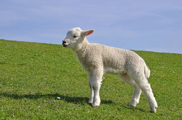 Landschappelijke Visie Landbouw Het Platteland — Stockfoto