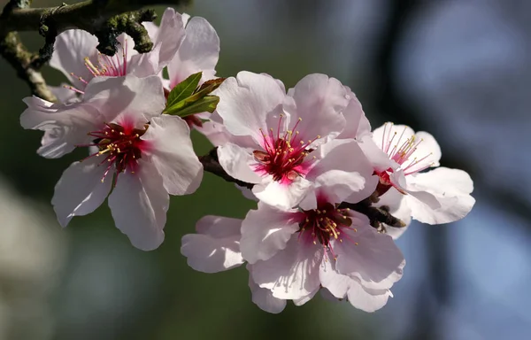Blommande Mandelträd Med Blommor — Stockfoto