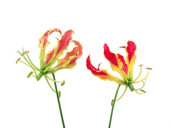 Beyaz Arka Planda Gloriosa Çiçeği — Stok fotoğraf