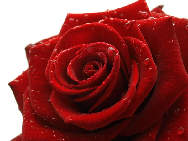 Červená Růže Izolovaná Bílém Pozadí — Stock fotografie
